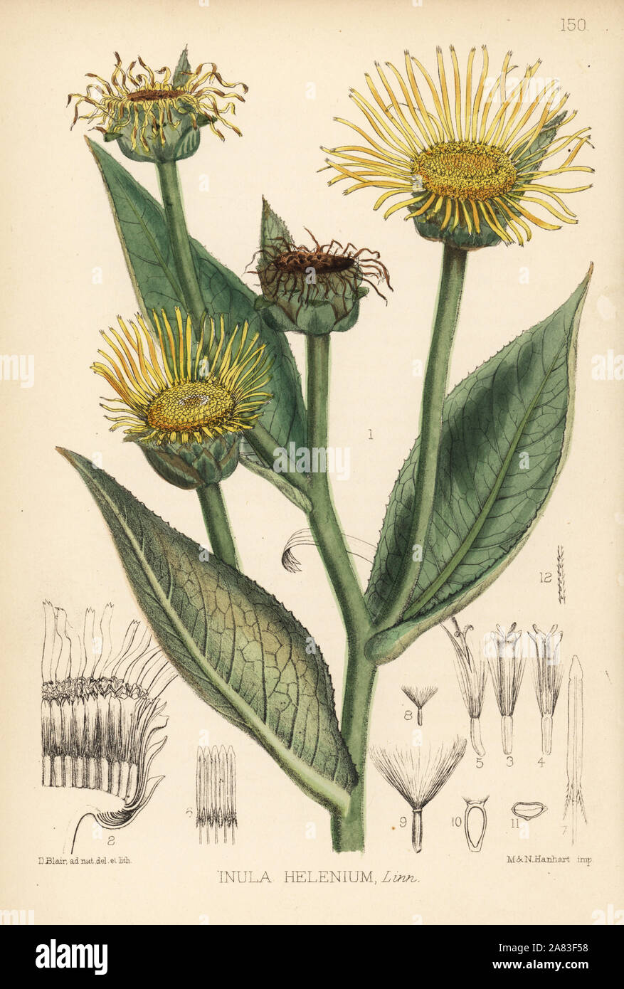 Elecampane, Inula helenium. Handcoloured lithograph by Hanhart after a botanical illustration by David Blair from Robert Bentley and Henry Trimen's Medicinal Plants, London, 1880. Stock Photo