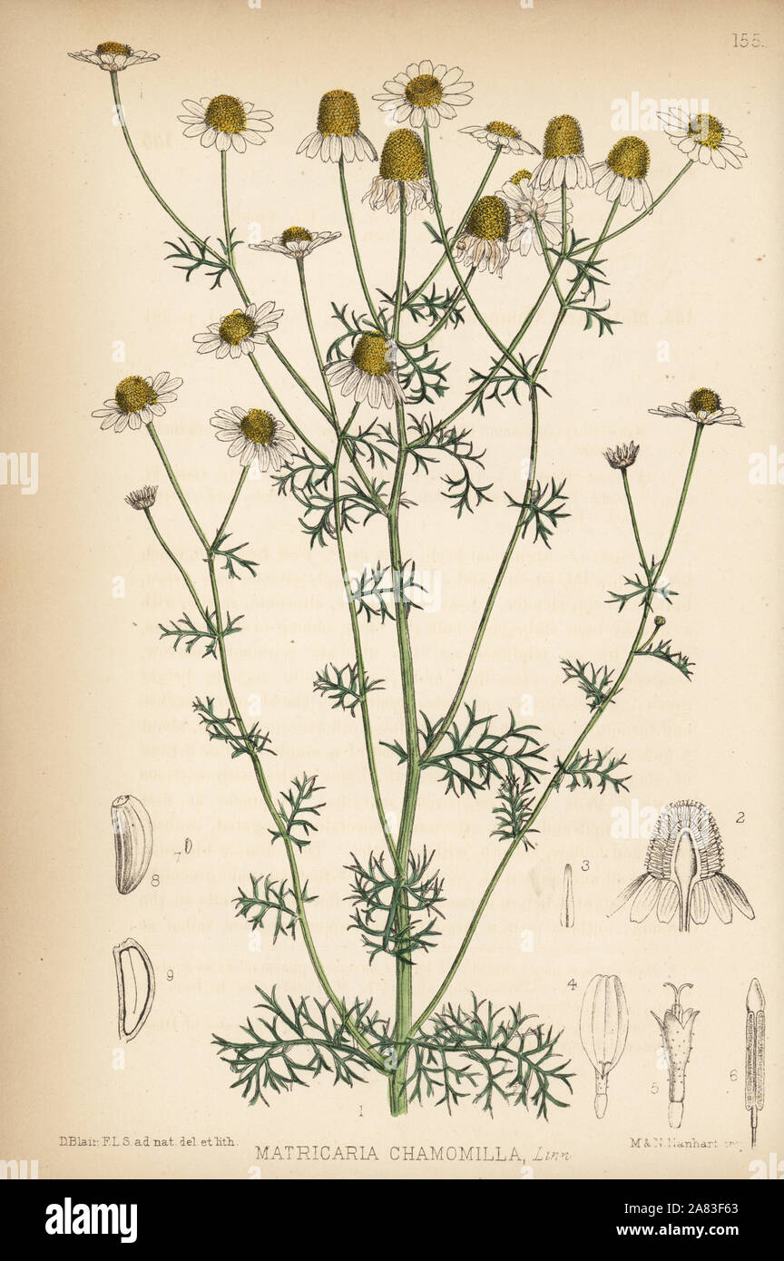 Wild chamomile, Matricaria chamomilla. Handcoloured lithograph by Hanhart after a botanical illustration by David Blair from Robert Bentley and Henry Trimen's Medicinal Plants, London, 1880. Stock Photo