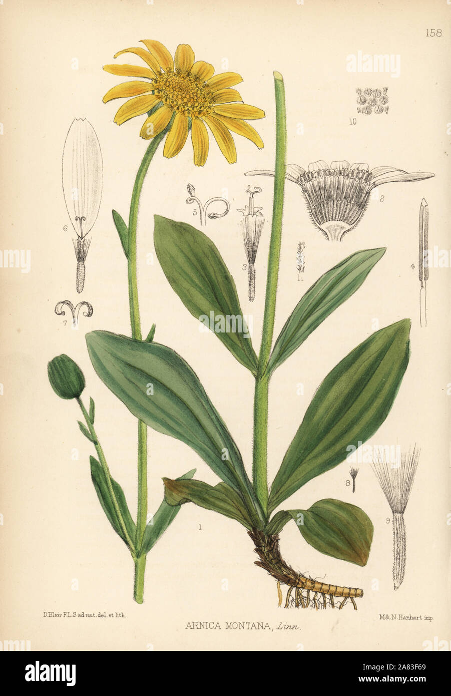 Arnica or mountain tobacco, Arnica montana. Handcoloured lithograph by Hanhart after a botanical illustration by David Blair from Robert Bentley and Henry Trimen's Medicinal Plants, London, 1880. Stock Photo