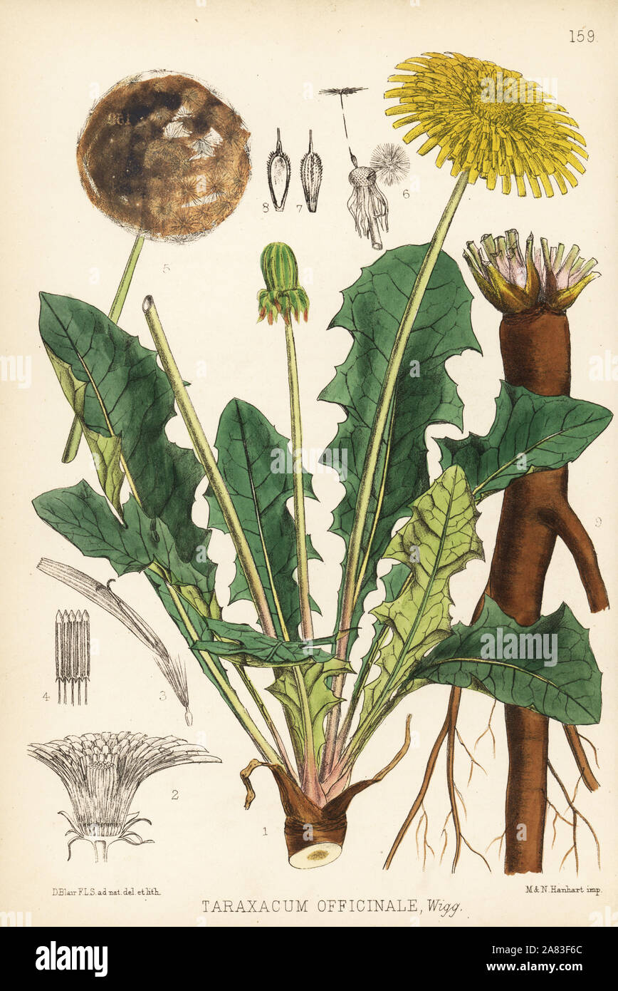 Dandelion, Taraxacum officinale. Handcoloured lithograph by Hanhart after a botanical illustration by David Blair from Robert Bentley and Henry Trimen's Medicinal Plants, London, 1880. Stock Photo