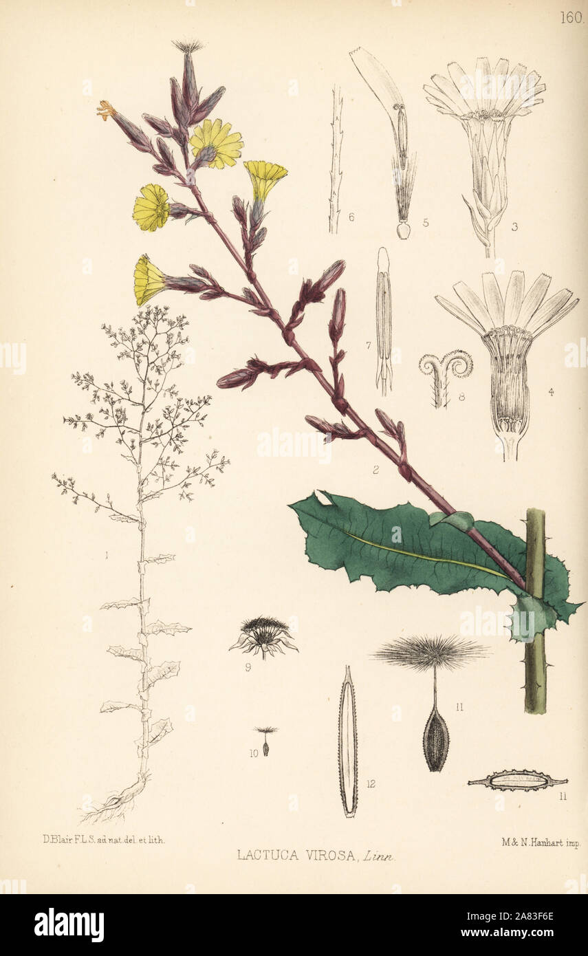 Wild lettuce, Lactuca virosa. Handcoloured lithograph by Hanhart after a botanical illustration by David Blair from Robert Bentley and Henry Trimen's Medicinal Plants, London, 1880. Stock Photo