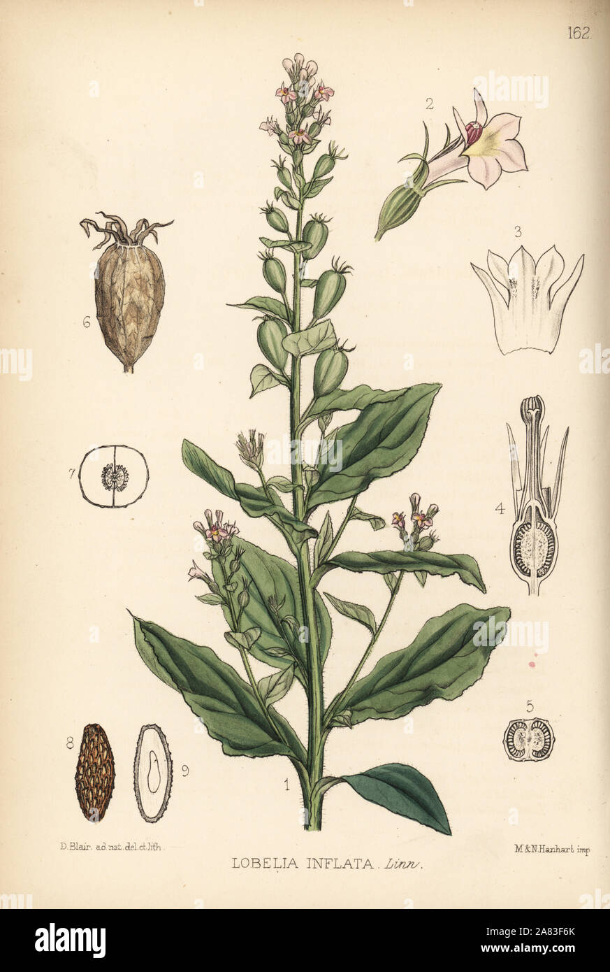 Indian tobacco, Lobelia inflata. Handcoloured lithograph by Hanhart after a botanical illustration by David Blair from Robert Bentley and Henry Trimen's Medicinal Plants, London, 1880. Stock Photo