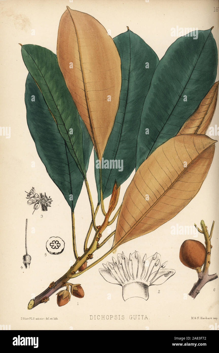 Gutta percha or taban, Palaquium gutta (Dichopsis gutta). Handcoloured lithograph by Hanhart after a botanical illustration by David Blair from Robert Bentley and Henry Trimen's Medicinal Plants, London, 1880. Stock Photo
