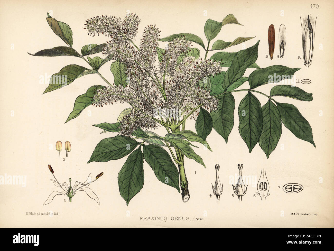 Manna ash or flowering ash, Fraxinus ornus. Handcoloured lithograph by Hanhart after a botanical illustration by David Blair from Robert Bentley and Henry Trimen's Medicinal Plants, London, 1880. Stock Photo
