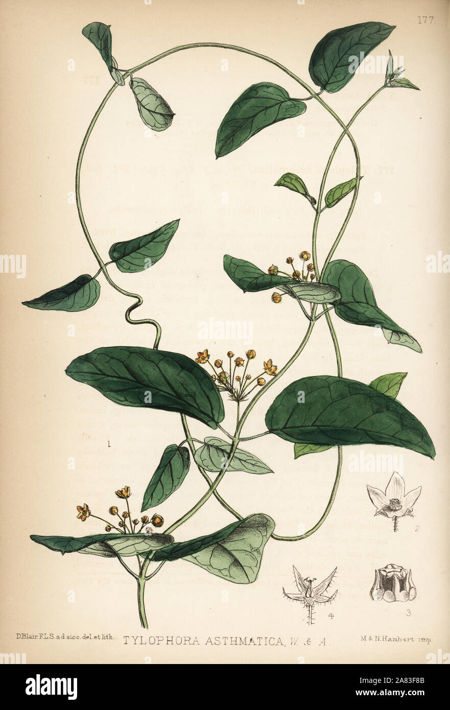 Indian ipecacuanha or unta mool, Tylophora asthmatica. Handcoloured lithograph by Hanhart after a botanical illustration by David Blair from Robert Bentley and Henry Trimen's Medicinal Plants, London, 1880. Stock Photo