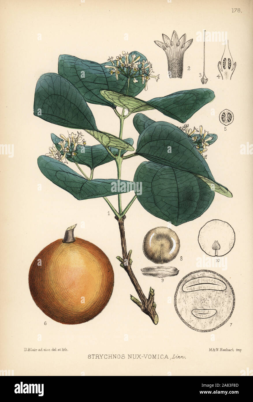Poison nut or kuchila, Strychnos nux-vomica. Handcoloured lithograph by Hanhart after a botanical illustration by David Blair from Robert Bentley and Henry Trimen's Medicinal Plants, London, 1880. Stock Photo