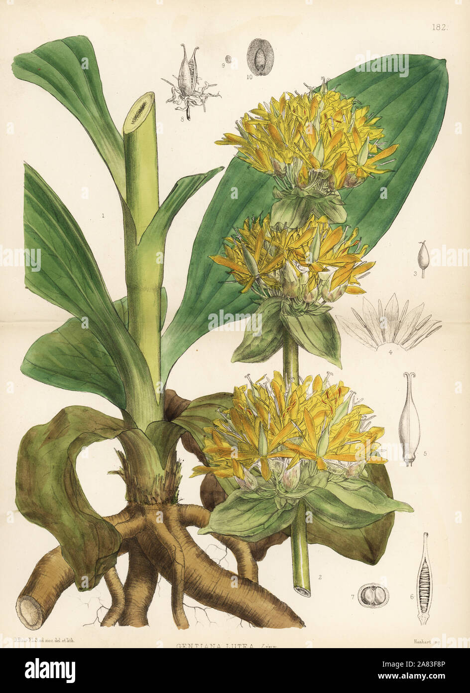 Yellow gentian, Gentiana lutea. Handcoloured lithograph by Hanhart after a botanical illustration by David Blair from Robert Bentley and Henry Trimen's Medicinal Plants, London, 1880. Stock Photo
