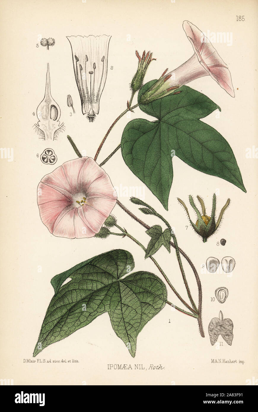 Kaladana or picotee morning glory, Ipomoea nil. Handcoloured lithograph by Hanhart after a botanical illustration by David Blair from Robert Bentley and Henry Trimen's Medicinal Plants, London, 1880. Stock Photo