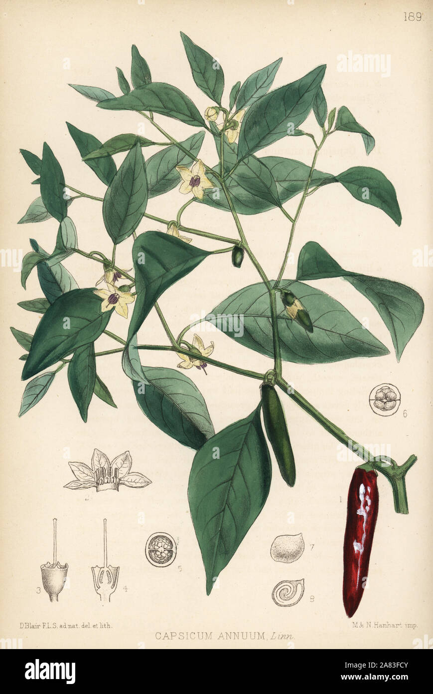 Chili pepper or pod pepper, Capsicum annuum. Handcoloured lithograph by Hanhart after a botanical illustration by David Blair from Robert Bentley and Henry Trimen's Medicinal Plants, London, 1880. Stock Photo