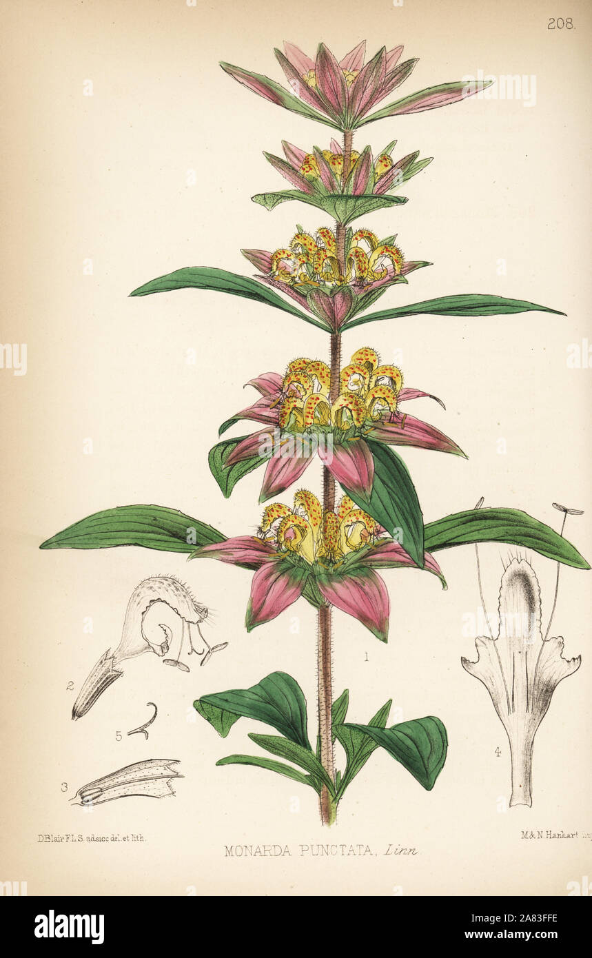 American horsemint or spotted beebalm, Monarda punctata. Handcoloured lithograph by Hanhart after a botanical illustration by David Blair from Robert Bentley and Henry Trimen's Medicinal Plants, London, 1880. Stock Photo