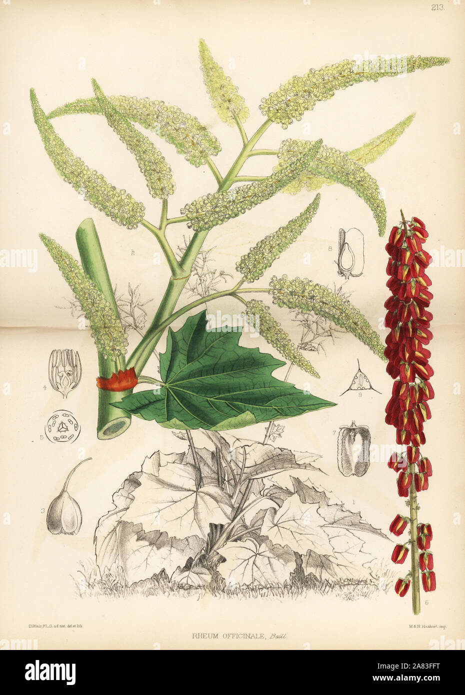 Tibetan rhubarb, Rheum officinale. Handcoloured lithograph by Hanhart after a botanical illustration by David Blair from Robert Bentley and Henry Trimen's Medicinal Plants, London, 1880. Stock Photo