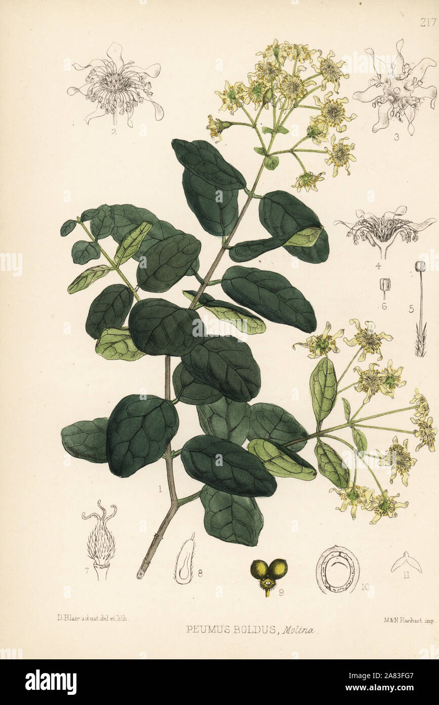 Boldo, Peumus boldus. Handcoloured lithograph by Hanhart after a botanical illustration by David Blair from Robert Bentley and Henry Trimen's Medicinal Plants, London, 1880. Stock Photo