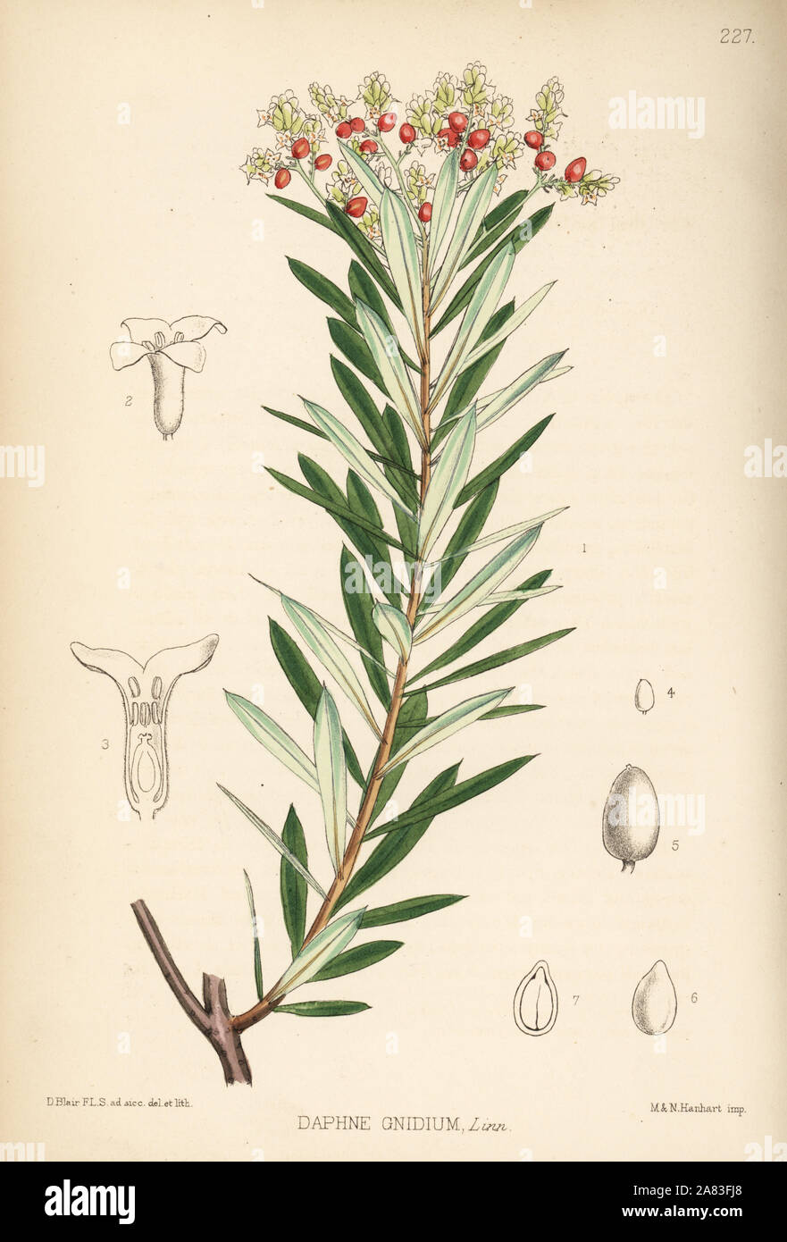 Spurge flax or flax-leaved daphne, Daphne gnidium. Handcoloured lithograph by Hanhart after a botanical illustration by David Blair from Robert Bentley and Henry Trimen's Medicinal Plants, London, 1880. Stock Photo