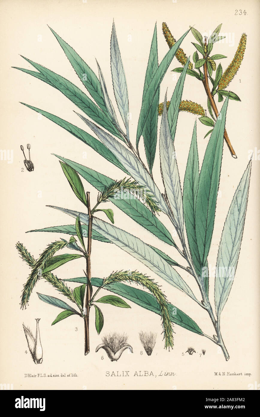 White willow or golden willow, Salix alba. Handcoloured lithograph by Hanhart after a botanical illustration by David Blair from Robert Bentley and Henry Trimen's Medicinal Plants, London, 1880. Stock Photo
