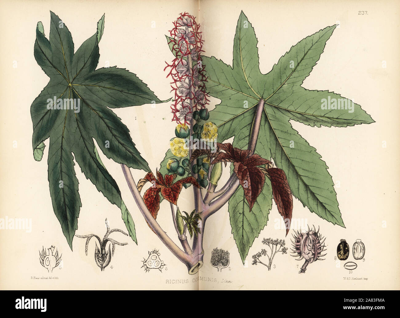 Castor oil or palma-christi, Ricinus communis. Handcoloured lithograph by Hanhart after a botanical illustration by David Blair from Robert Bentley and Henry Trimen's Medicinal Plants, London, 1880. Stock Photo