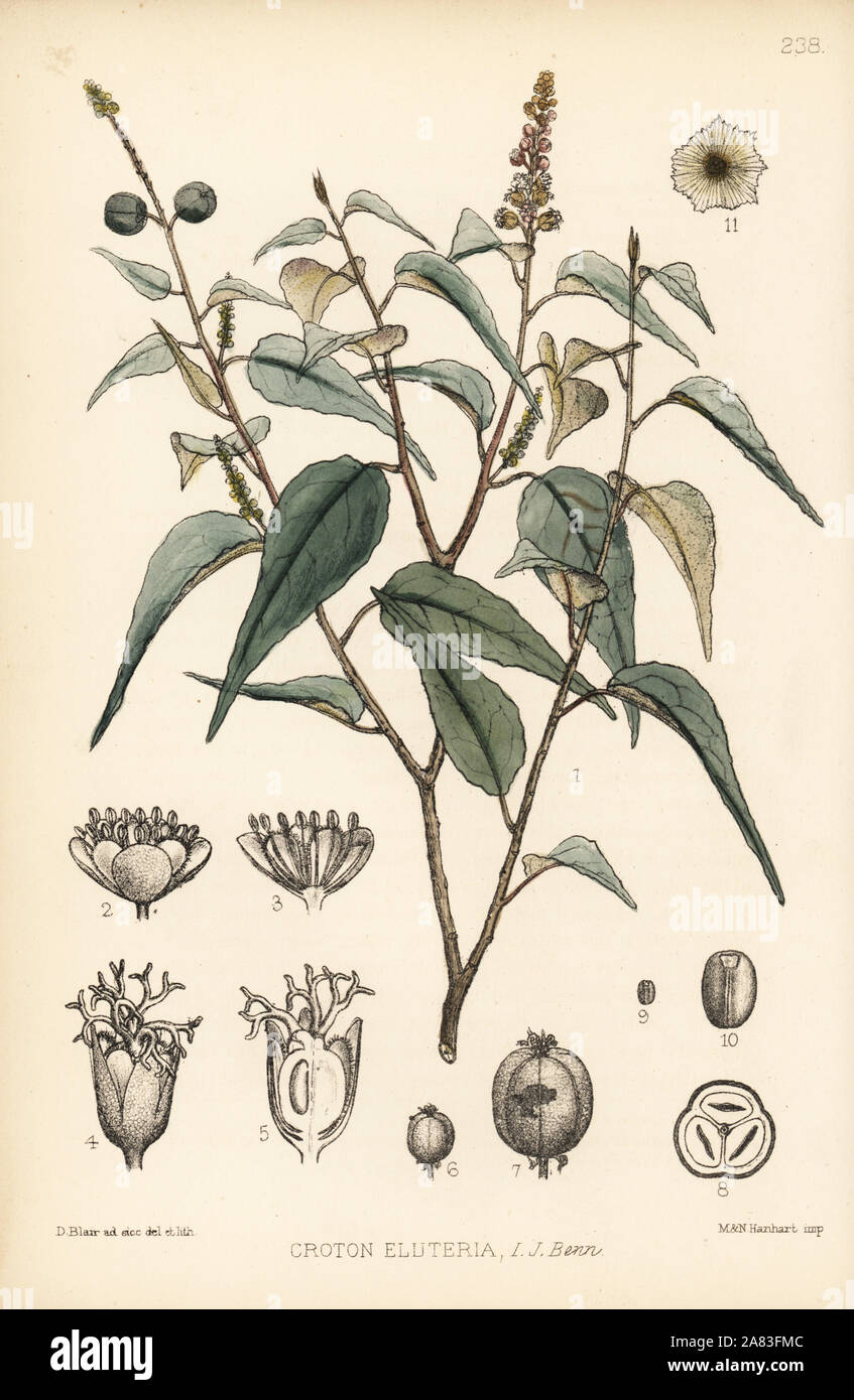 Sweetwood bark or sweet bark, Croton eluteria. Handcoloured lithograph by Hanhart after a botanical illustration by David Blair from Robert Bentley and Henry Trimen's Medicinal Plants, London, 1880. Stock Photo