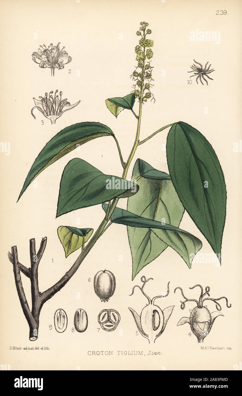 Purging croton, jamalgota or jepal, Croton tiglium. Handcoloured lithograph by Hanhart after a botanical illustration by David Blair from Robert Bentley and Henry Trimen's Medicinal Plants, London, 1880. Stock Photo