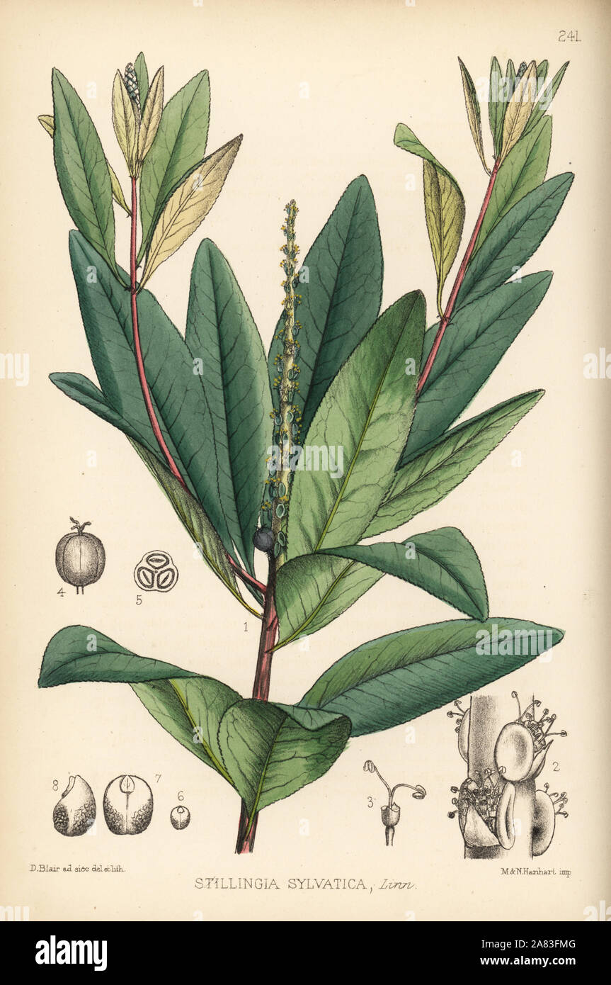 Queen's delight, Stillingia sylvatica. Handcoloured lithograph by Hanhart after a botanical illustration by David Blair from Robert Bentley and Henry Trimen's Medicinal Plants, London, 1880. Stock Photo