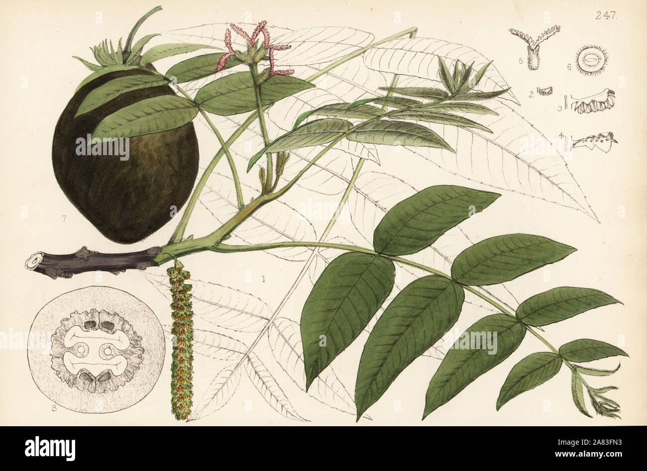 Butternut, white walnut or oil-nut, Juglans cinerea. Handcoloured lithograph by Hanhart after a botanical illustration by David Blair from Robert Bentley and Henry Trimen's Medicinal Plants, London, 1880. Stock Photo