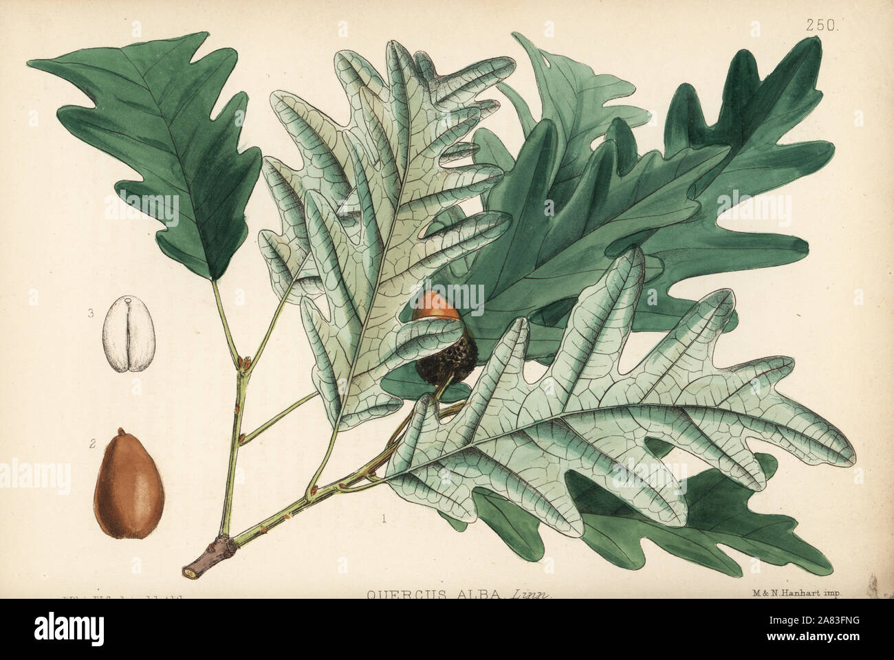 White oak or valley oak, Quercus alba. Handcoloured lithograph by Hanhart after a botanical illustration by David Blair from Robert Bentley and Henry Trimen's Medicinal Plants, London, 1880. Stock Photo