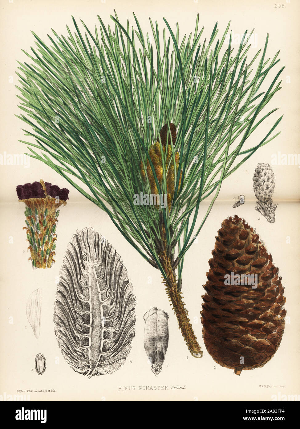 Maritime pine or cluster pine, Pinus pinaster. Handcoloured lithograph by Hanhart after a botanical illustration by David Blair from Robert Bentley and Henry Trimen's Medicinal Plants, London, 1880. Stock Photo