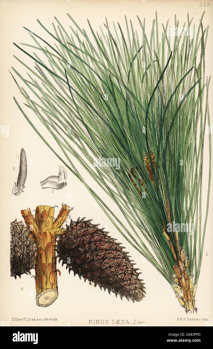 Loblolly pine, oldfield pine or frankincense pine, Pinus taeda. Handcoloured lithograph by Hanhart after a botanical illustration by David Blair from Robert Bentley and Henry Trimen's Medicinal Plants, London, 1880. Stock Photo