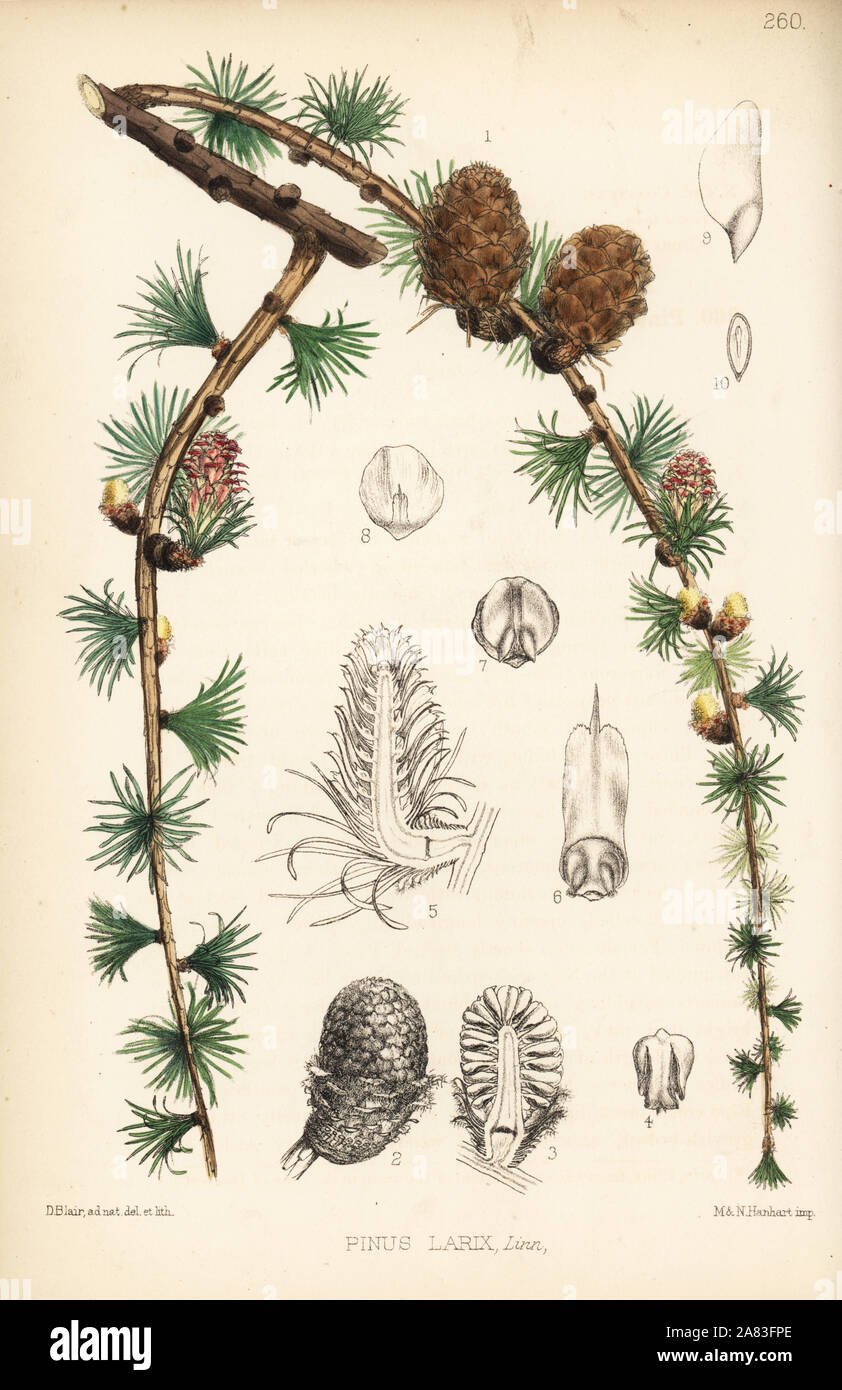 Larch, Pinus larix. Handcoloured lithograph by Hanhart after a botanical illustration by David Blair from Robert Bentley and Henry Trimen's Medicinal Plants, London, 1880. Stock Photo