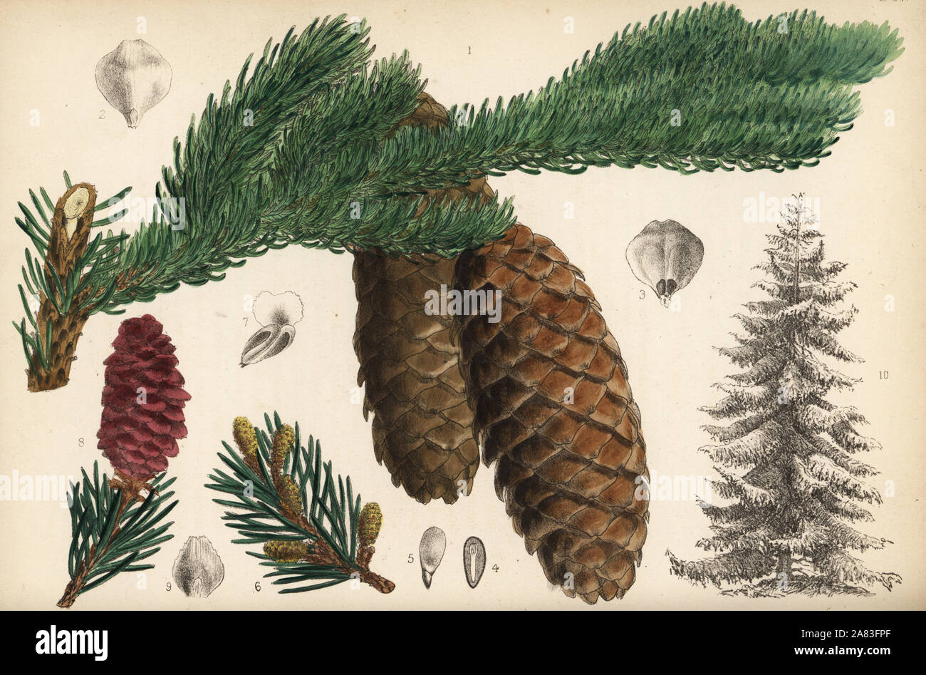 Spruce fir or Norway spruce, Picea abies (Pinus picea). Handcoloured lithograph by Hanhart after a botanical illustration by David Blair from Robert Bentley and Henry Trimen's Medicinal Plants, London, 1880. Stock Photo
