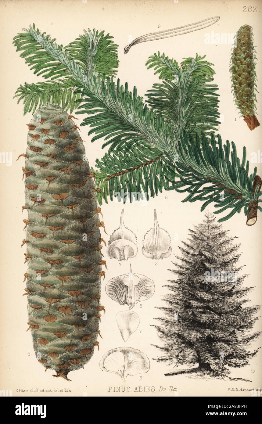 Silver fir, Abies alba (Pinus abies). Handcoloured lithograph by Hanhart after a botanical illustration by David Blair from Robert Bentley and Henry Trimen's Medicinal Plants, London, 1880. Stock Photo