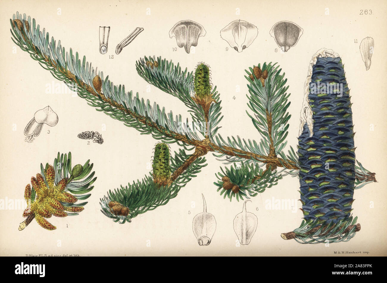 Balsam fir or balm of Gilead fir, Abies balsamea (Pinus balsamea). Handcoloured lithograph by Hanhart after a botanical illustration by David Blair from Robert Bentley and Henry Trimen's Medicinal Plants, London, 1880. Stock Photo