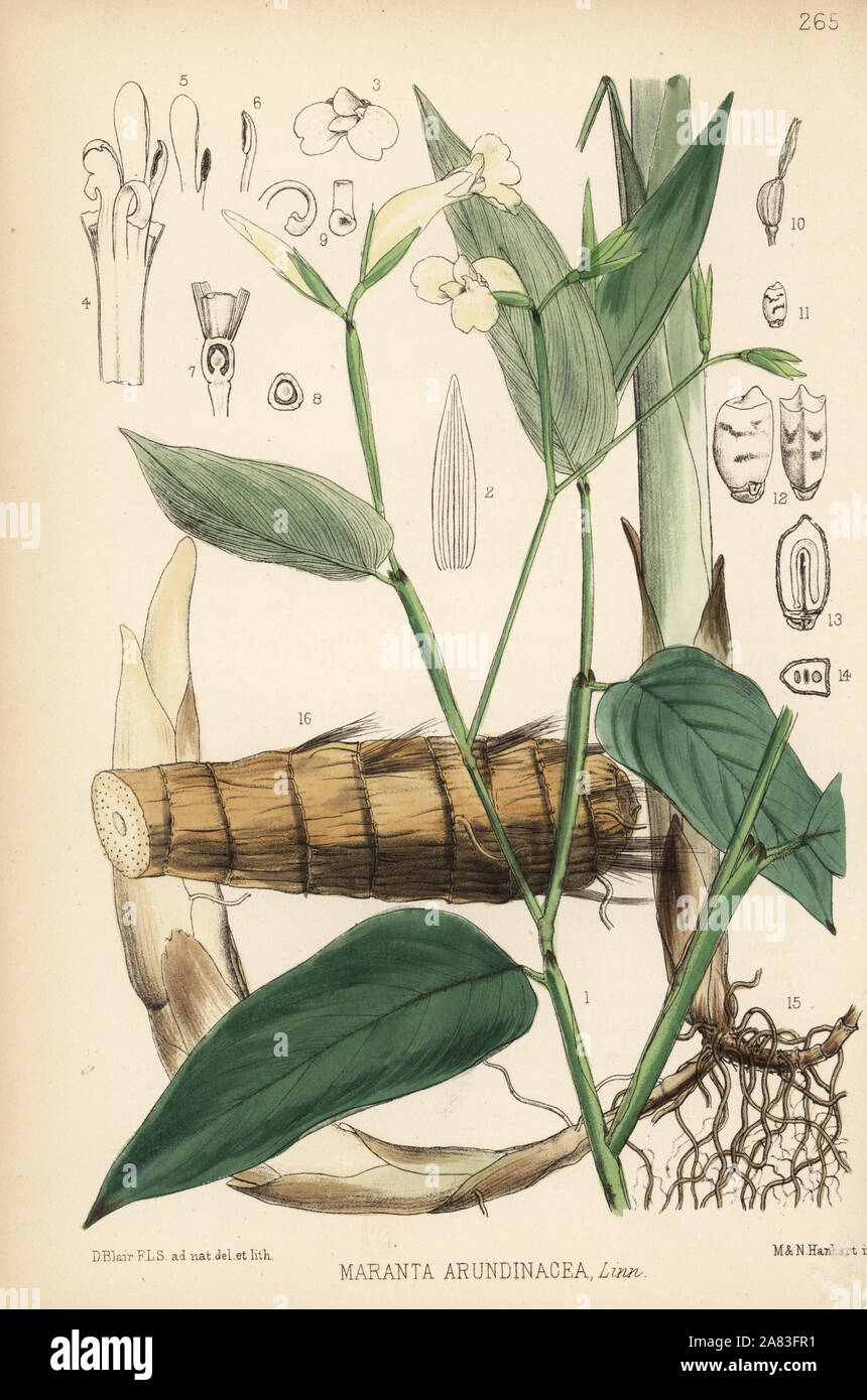 Arrowroot or maranta, Maranta arundinacea. Handcoloured lithograph by Hanhart after a botanical illustration by David Blair from Robert Bentley and Henry Trimen's Medicinal Plants, London, 1880. Stock Photo