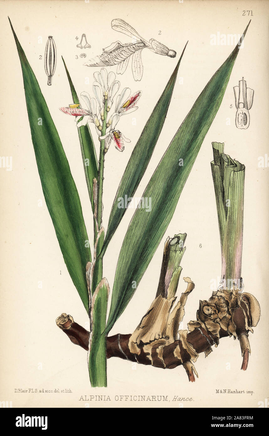 Lesser galangal, Alpinia officinarum. Handcoloured lithograph by