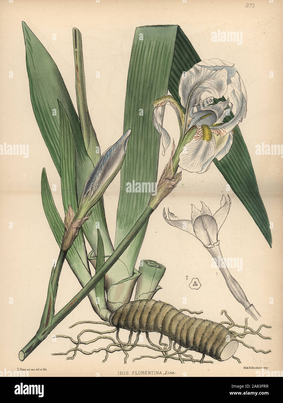 White flag, Iris germanica (Iris florentina). Handcoloured lithograph by Hanhart after a botanical illustration by David Blair from Robert Bentley and Henry Trimen's Medicinal Plants, London, 1880. Stock Photo