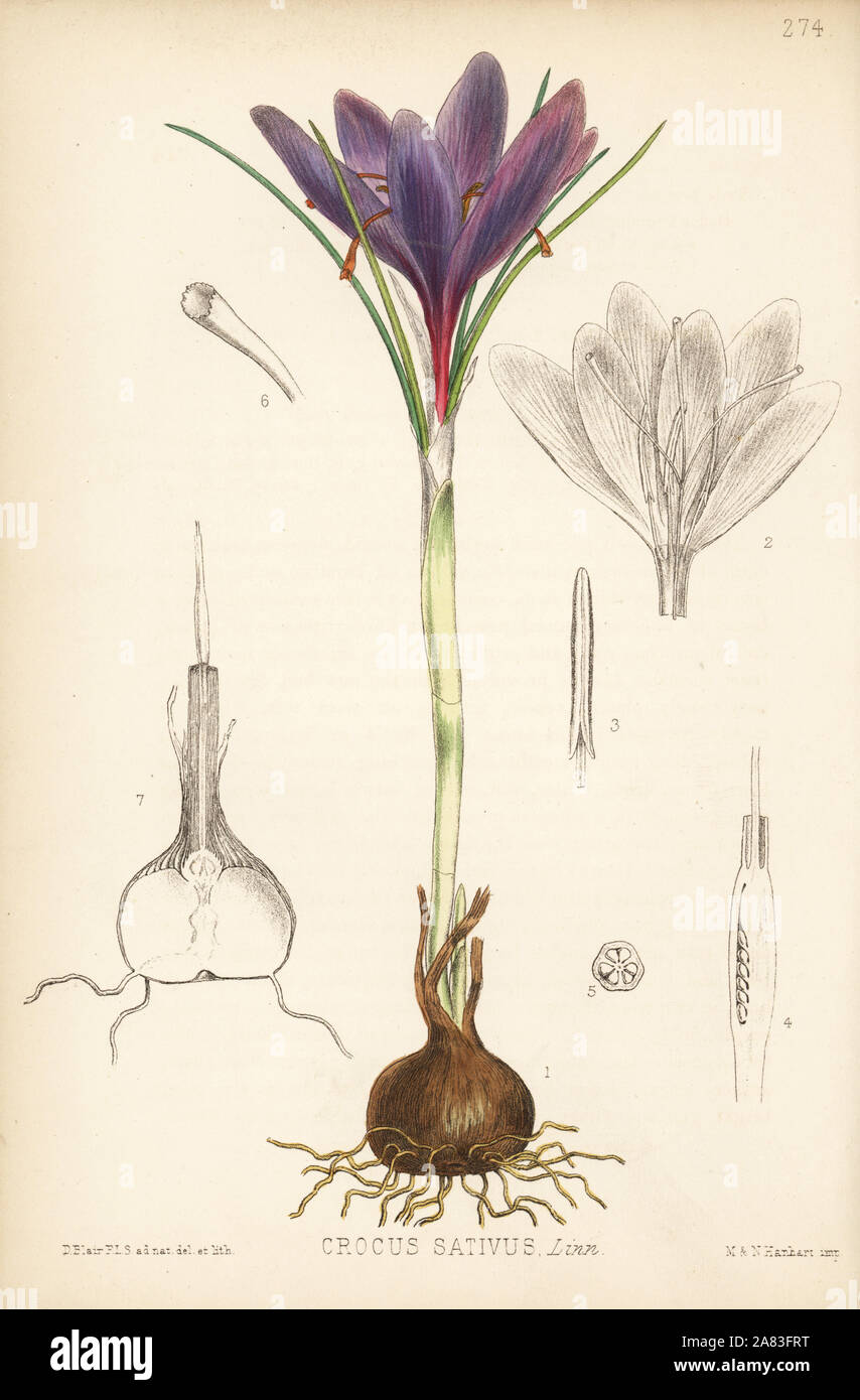 Saffron, Crocus sativus. Handcoloured lithograph by Hanhart after a botanical illustration by David Blair from Robert Bentley and Henry Trimen's Medicinal Plants, London, 1880. Stock Photo