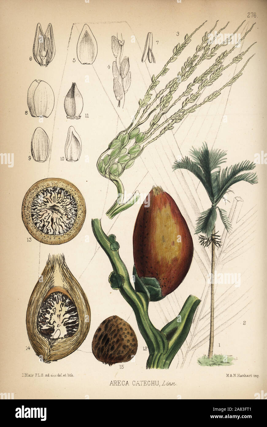 Betelnut palm, goovaka or pinang, Areca catechu. Handcoloured lithograph by Hanhart after a botanical illustration by David Blair from Robert Bentley and Henry Trimen's Medicinal Plants, London, 1880. Stock Photo