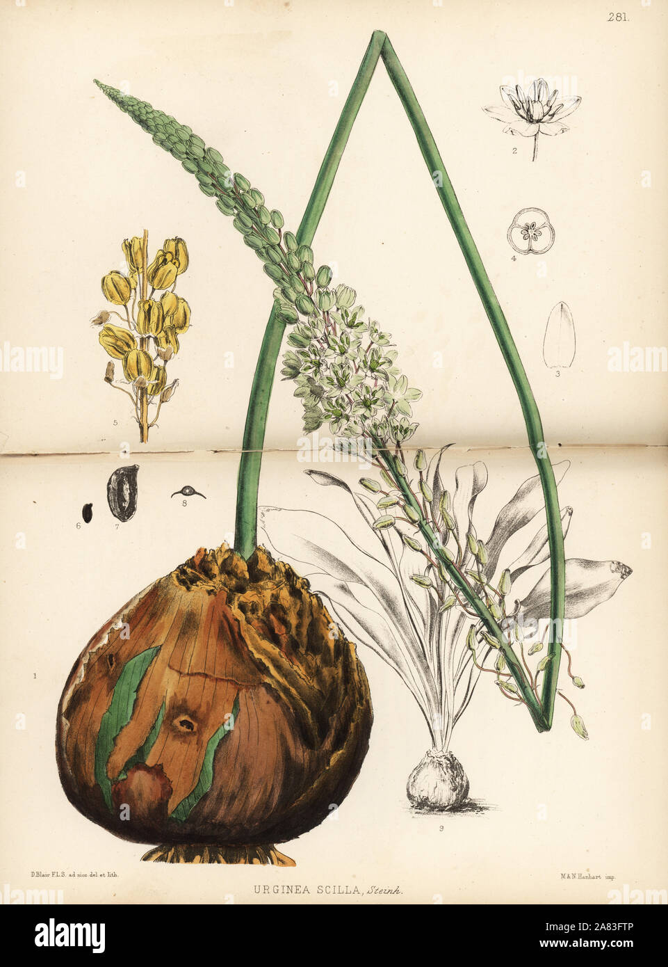 Squill, Drimia maritima (Urginea scilla). Handcoloured lithograph by Hanhart after a botanical illustration by David Blair from Robert Bentley and Henry Trimen's Medicinal Plants, London, 1880. Stock Photo