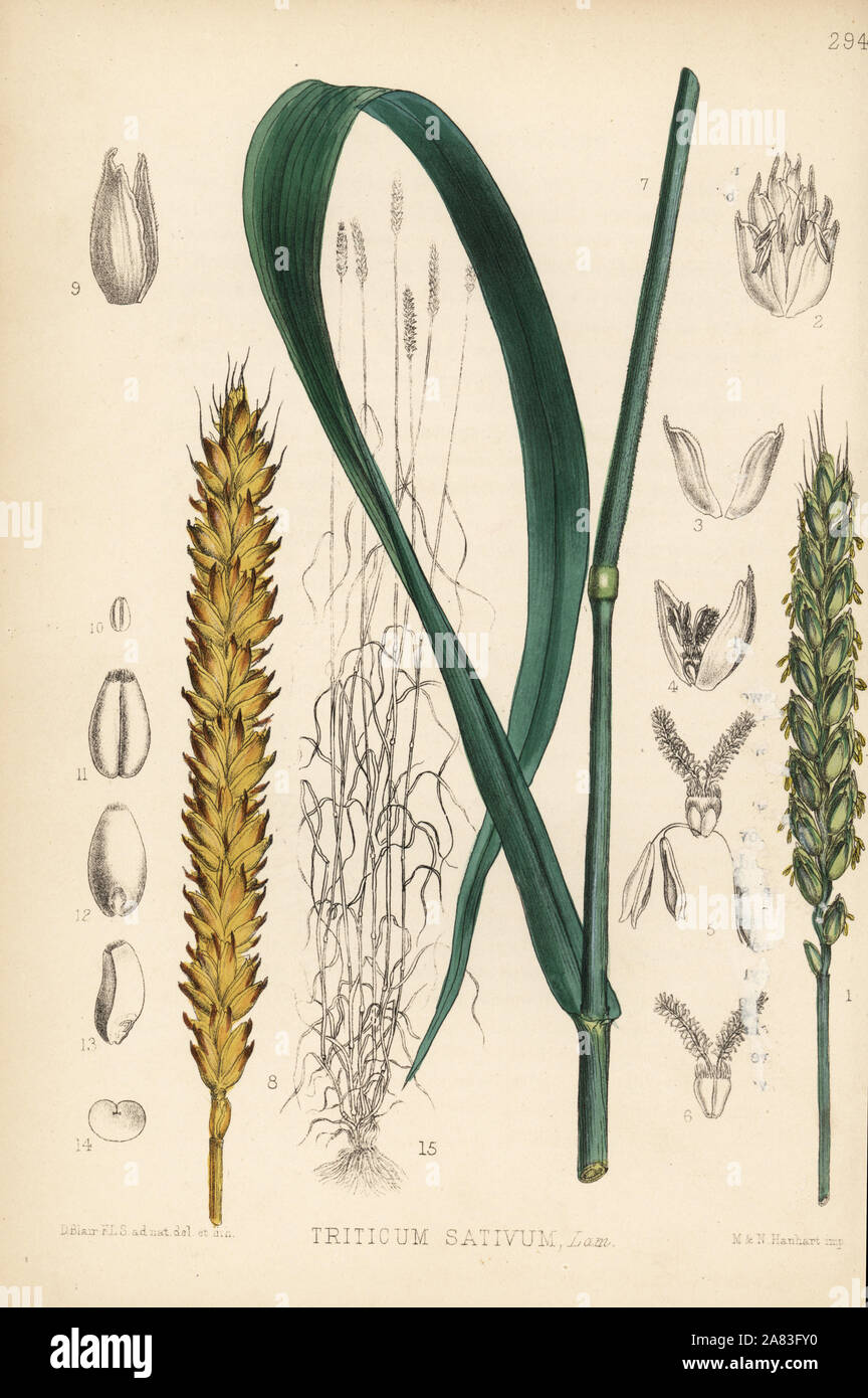 Wheat, Triticum sativum. Handcoloured lithograph by Hanhart after a botanical illustration by David Blair from Robert Bentley and Henry Trimen's Medicinal Plants, London, 1880. Stock Photo