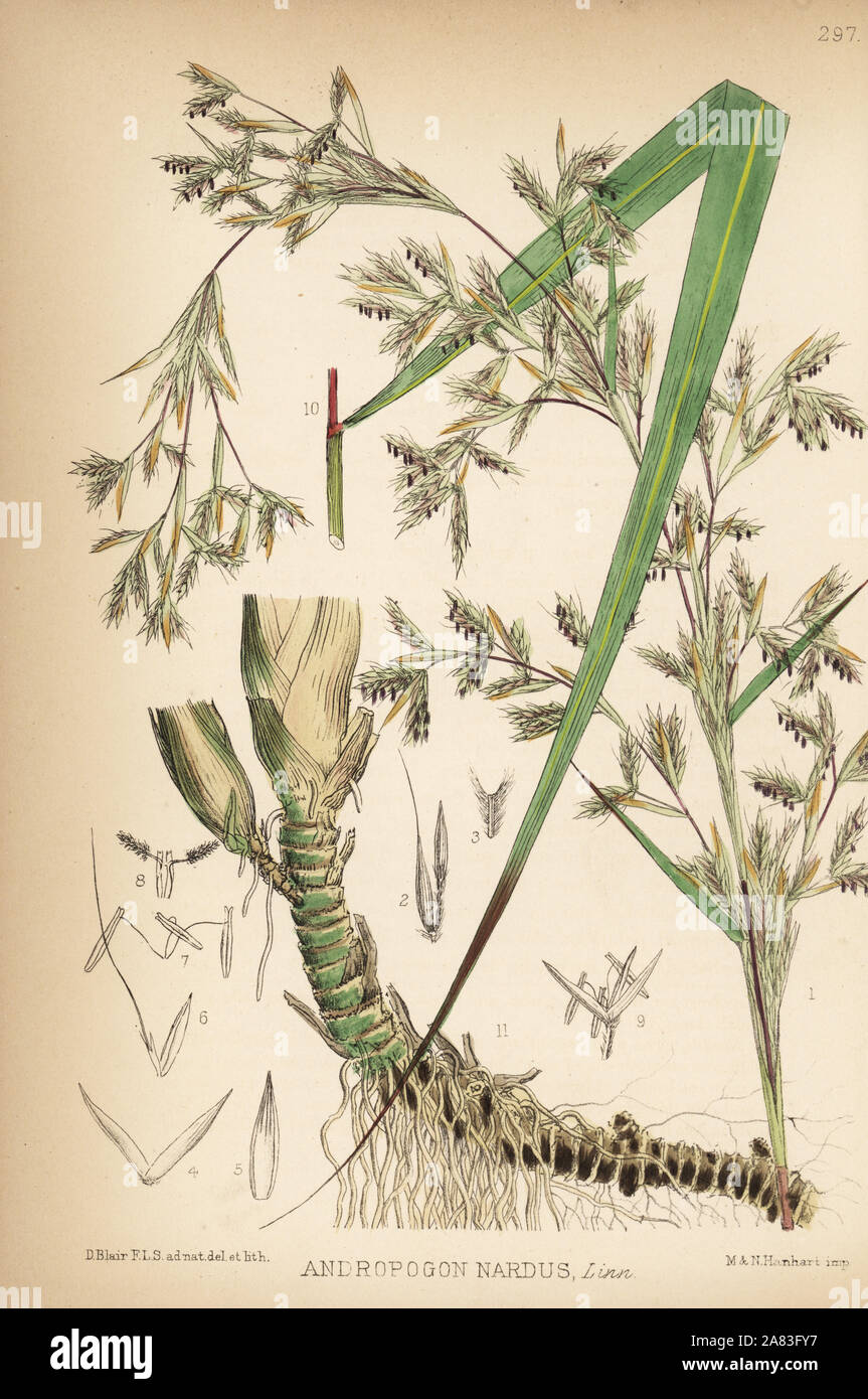 Citronella grass or lemongrass, Cymbopogon nardus (Andropogon nardus). Handcoloured lithograph by Hanhart after a botanical illustration by David Blair from Robert Bentley and Henry Trimen's Medicinal Plants, London, 1880. Stock Photo