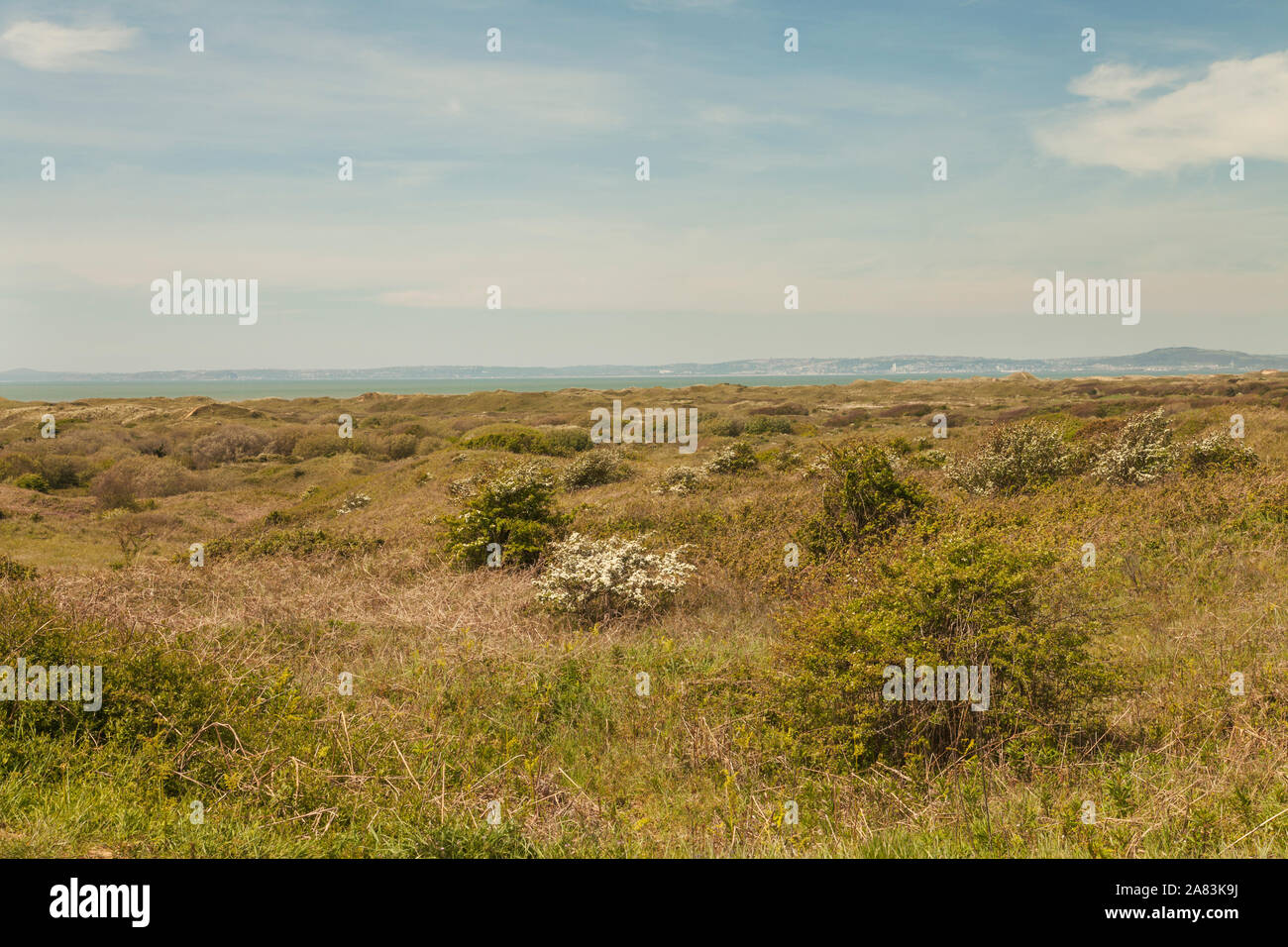 Kenfig National Nature Reserve sand dunes, Ton Kenfig, Bridgend, South ...