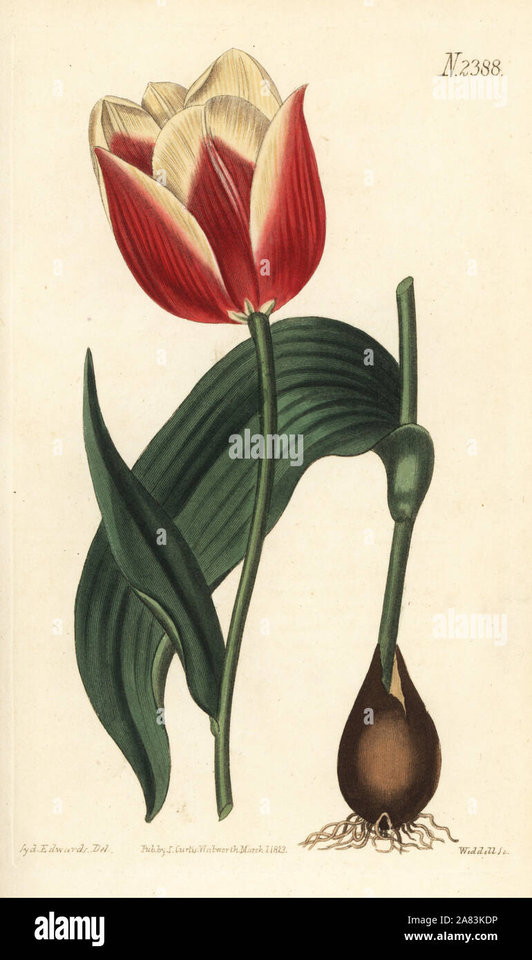 Claramond tulip, Tulipa suaveolens var. latifolia. Handcoloured copperplate engraving by Weddell after a botanical illustration by Sydenham Edwards from William Curtis' Botanical Magazine, Samuel Curtis, London, 1823. Stock Photo