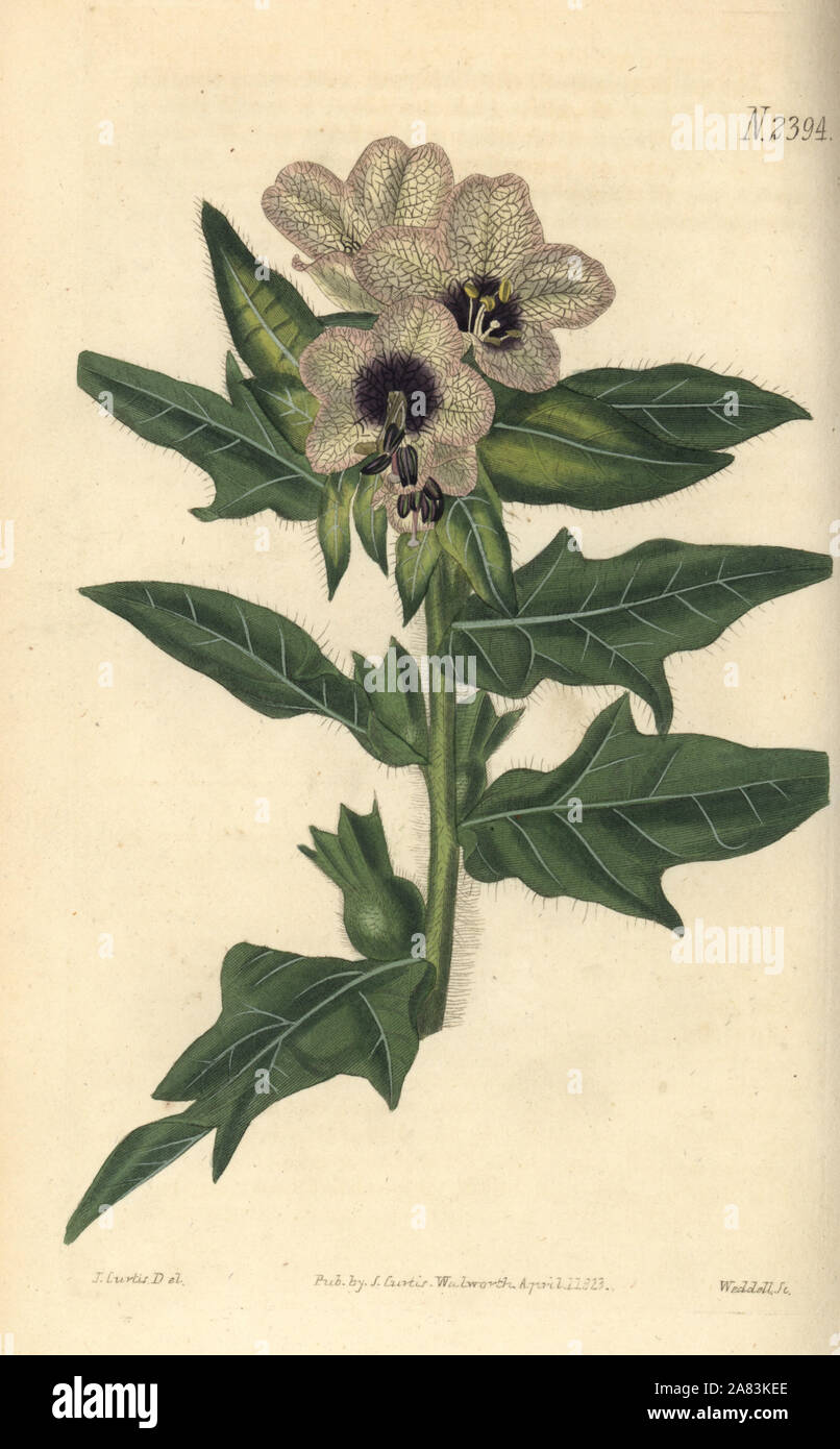 Black henbane hyoscyamus niger hi-res stock photography and images - Alamy
