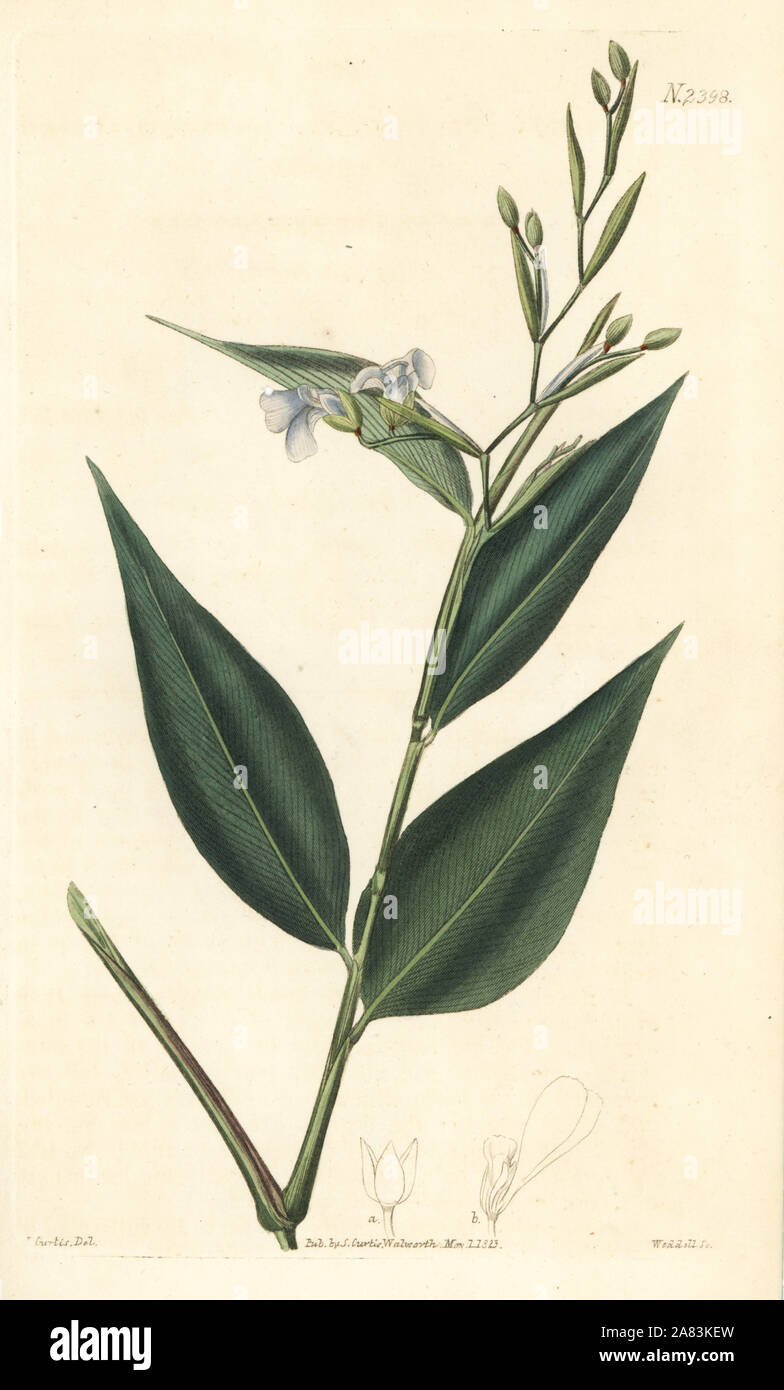 Prayer plant, Stromanthe tonckat (Narrow-leaved maranta, Maranta angustifolia). Handcoloured copperplate engraving by Weddell after a botanical illustration by John Curtis from William Curtis' Botanical Magazine, Samuel Curtis, London, 1823. Stock Photo