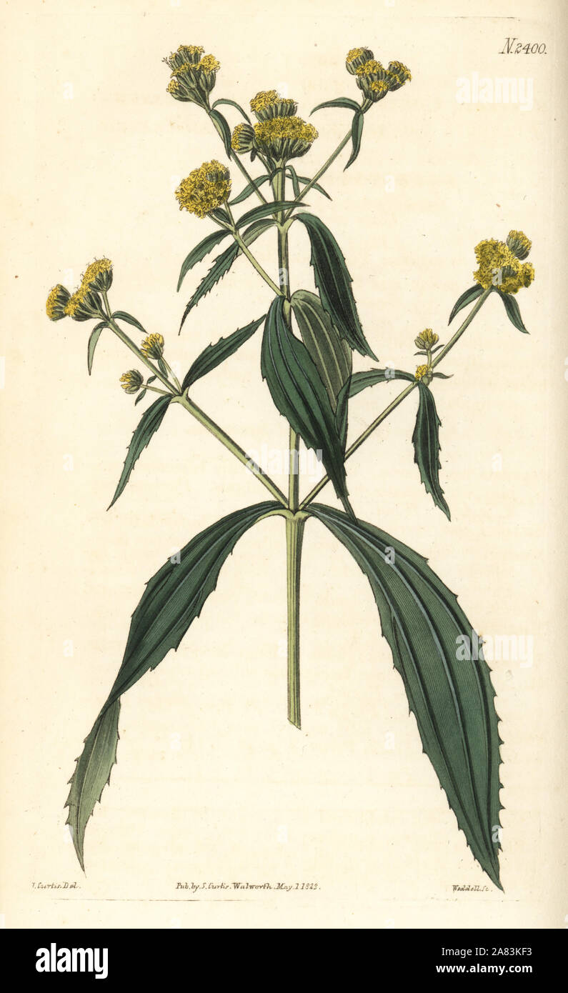 Yellowtops or broad-leaved flaveria, Flaveria bidentis (Flaveria contrayerba). Handcoloured copperplate engraving by Weddell after a botanical illustration by John Curtis from William Curtis' Botanical Magazine, Samuel Curtis, London, 1823. Stock Photo