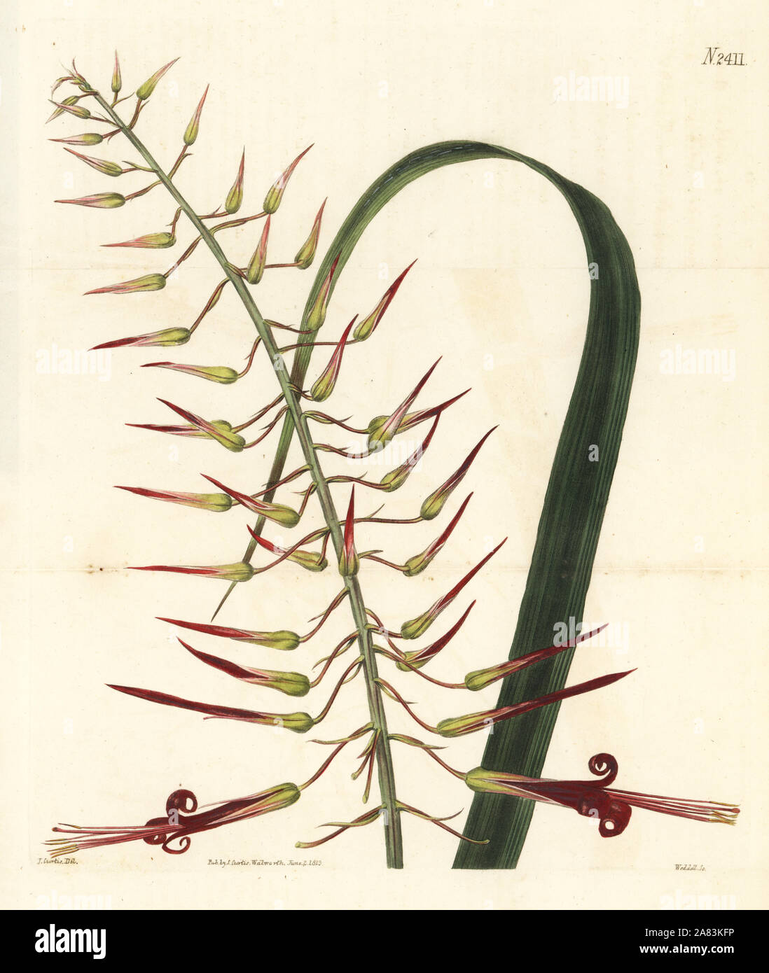Long-stamened pitcairnia, Pitcairnia staminea. Handcoloured copperplate engraving by Weddell after a botanical illustration by John Curtis from William Curtis' Botanical Magazine, Samuel Curtis, London, 1823. Stock Photo