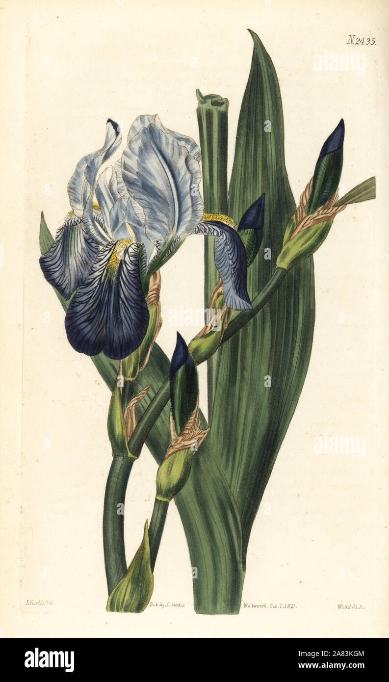 Horneman's iris,Iris germanica (Iris neglecta). Named for Danish botanist Jens Wilken Hornemann. Handcoloured copperplate engraving by Weddell after a botanical illustration by John Curtis from William Curtis' Botanical Magazine, Samuel Curtis, London, 1823. Stock Photo