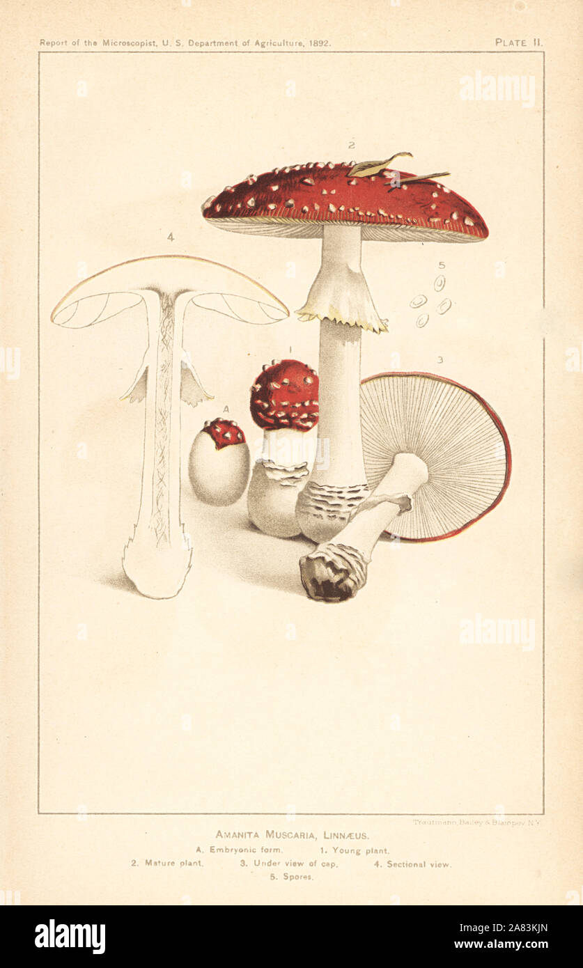 Fly agaric mushroom, Amanita muscaria. Chromolithograph from the Report of the Microscopist, US Department of Agriculture, 1892. Stock Photo