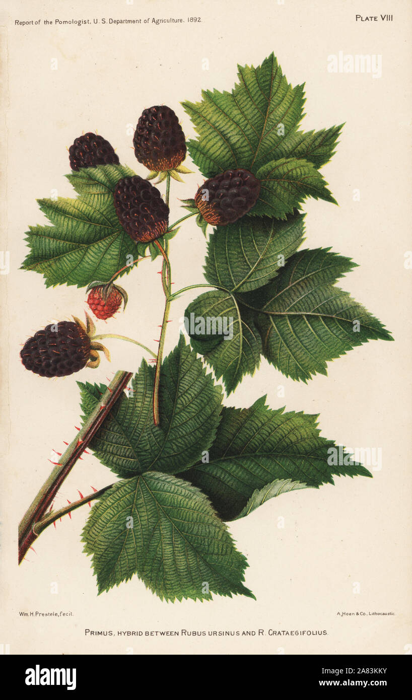 Primus blackberry, Rubus ursinus x Rubus crataegifolius hybrid. Chromolithograph by Hoen after a botanical illustration by William H. Prestele from the Report of the Pomologist, US Department of Agriculture, 1892. Stock Photo