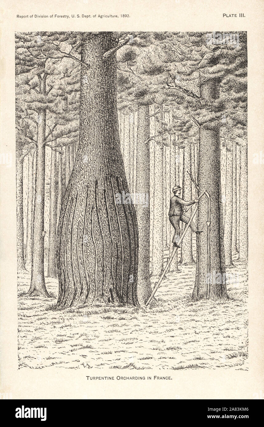 Turpentine orcharding in France. Worker on a ladder tapping the sap of a turpentine tree, Pistacia terebinthus. Lithograph from the Report of the Division of Forestry, US Department of Agriculture, 1892. Stock Photo