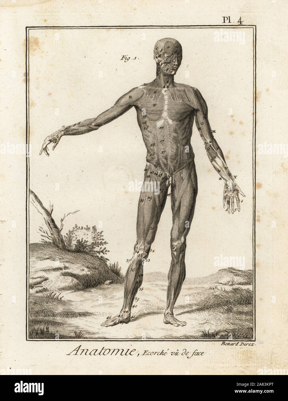 Flayed human body revealing muscle system and tendons seen from the front. Copperplate engraving by Robert Benard after an illustration by Bernhard Albinus from Denis Diderot's Encyclopedia, Pellet, Geneva, 1779. Stock Photo