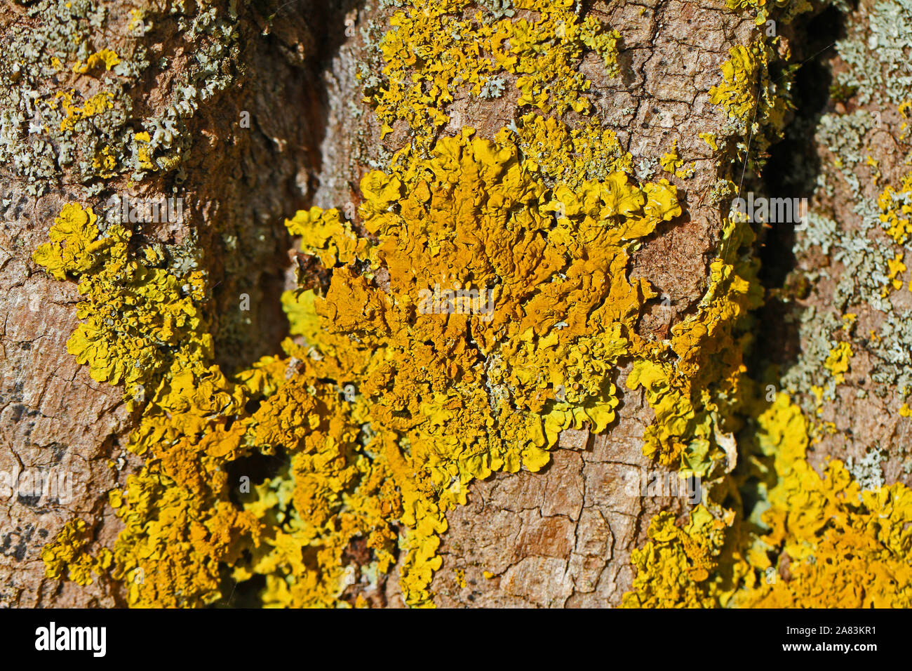 crustose lichen growing on a tree in October in the wetlands of Colfiorito nature reserve in Umbria and on the border with Le Marche in Italy Stock Photo